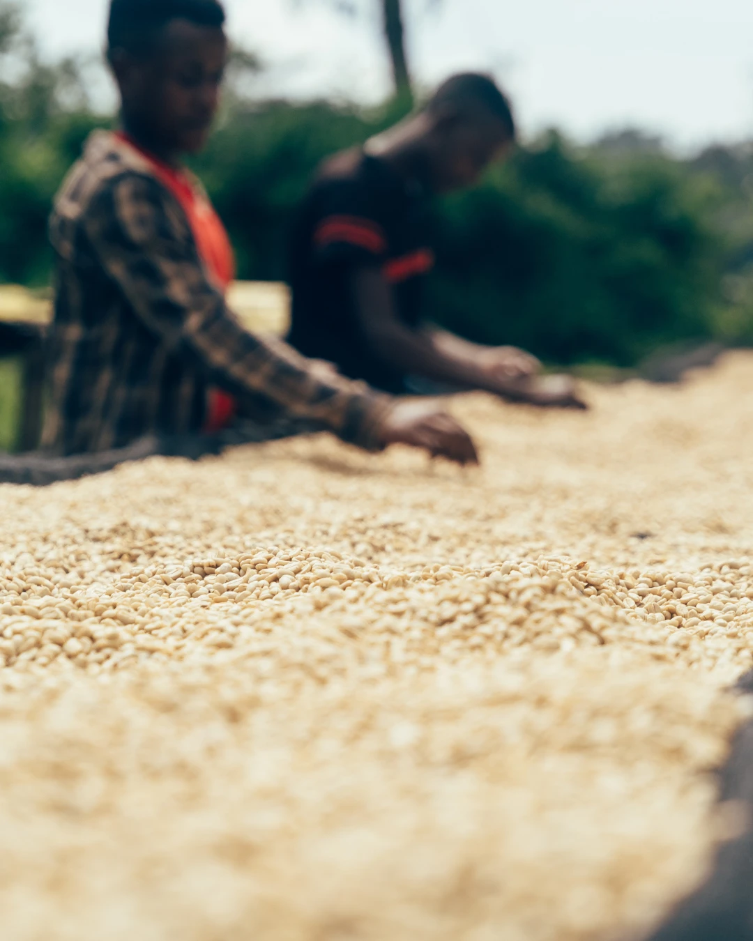 Kaffee wird in der Sonne getrocknet